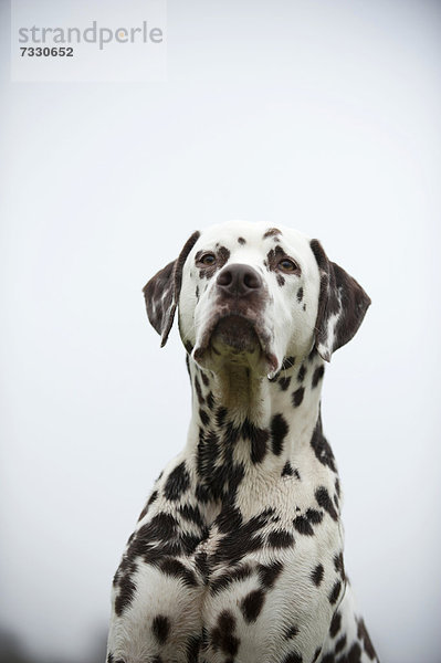 Dalmatiner  Portrait