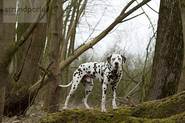 Dalmatiner steht auf einem Baumstamm