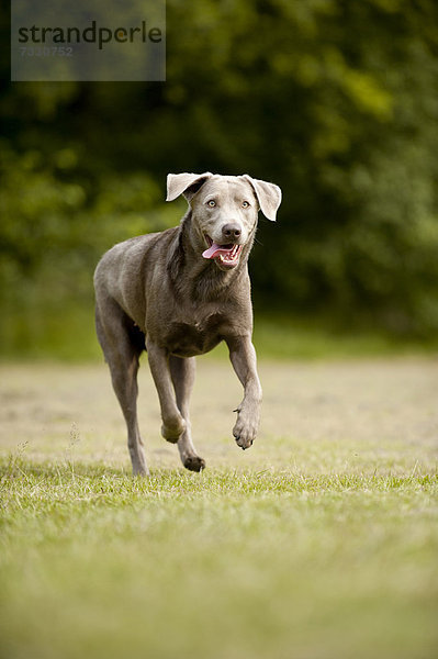 Laufender Labrador Retriever