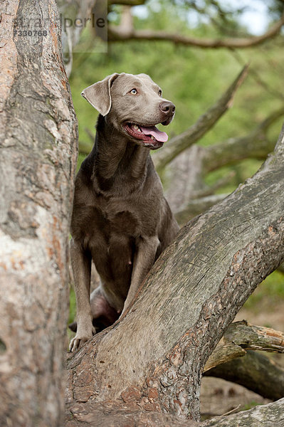Labrador Retriever sitzt auf einem Baum