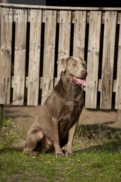 Labrador Retriever sitzt vor einer Holzwand