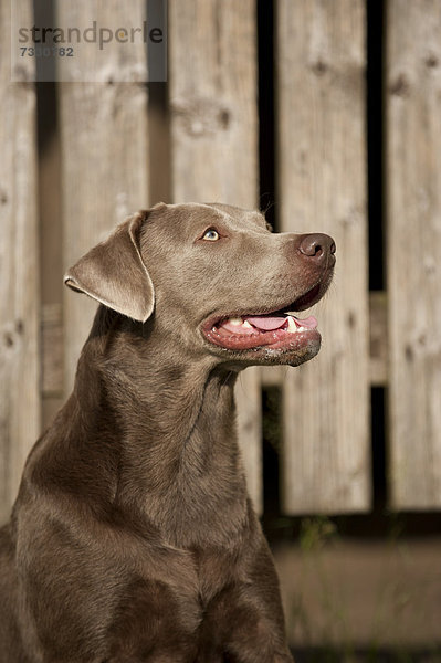 Portrait Labrador Retriever vor einer Holzwand
