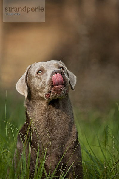 Labrador Retriever leckt sich die Nase  Portrait