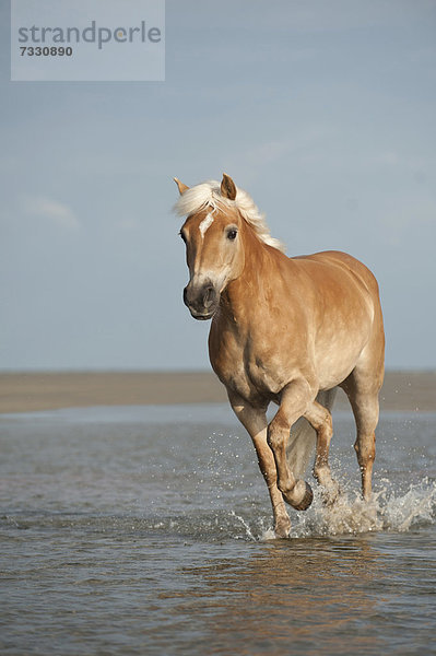 Europa Strand Trabrennen vorwärts Deutschland Haflinger Schleswig-Holstein