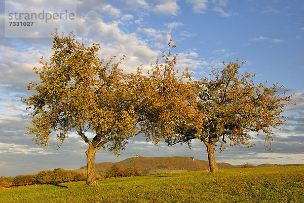 Herbstlich verfärbte Apfelbäume im Biosphärengebiet Schwäbische Alb  hinten Burg Teck  Baden-Württemberg  Deutschland  Europa