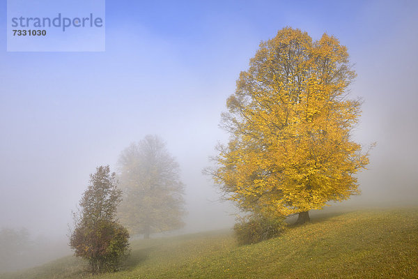 Herbstbäume im Nebel  im Biosphärengebiet Schwäbische Alb  Baden-Württemberg  Deutschland  Europa