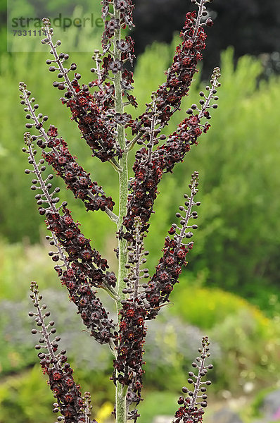 Schwarzer Germer (Veratrum nigrum)  Giftpflanze
