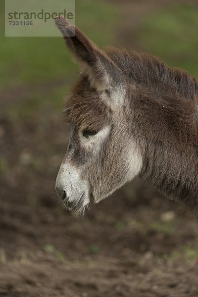 Junger Hausesel (Equus asinus asinus)  Naturschutzgebiet Wahner Heide  Nordrhein-Westfalen  Deutschland  Europa