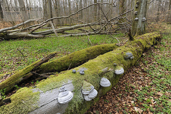 Europa Wald Holz Pilz UNESCO-Welterbe Buche Buchen Eisenach Deutschland Thüringen