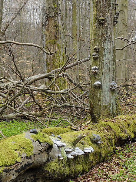 Europa Wald Holz Pilz UNESCO-Welterbe Buche Buchen Eisenach Deutschland Thüringen