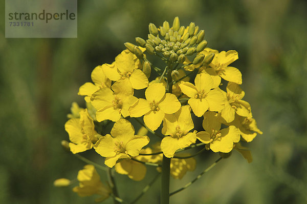 Raps (Brassica napus)  Blüte  Thüringen  Deutschland  Europa