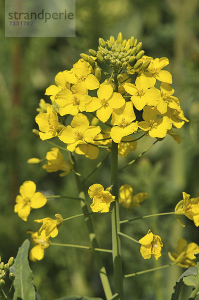 Raps (Brassica napus)  Blüte  Thüringen  Deutschland  Europa