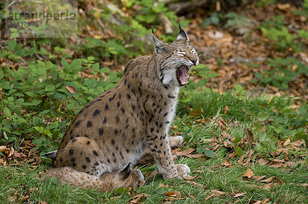 Luchs (Lynx lynx)  gähnt  Tierfreigelände Nationalpark Bayerischer Wald  Bayern  Deutschland  Europa