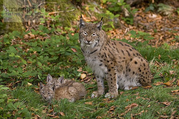 Luchs (Lynx lynx)  Muttertier und Jungtiere  Tierfreigelände Nationalpark Bayerischer Wald  Bayern  Deutschland  Europa