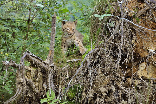 Luchs (Lynx lynx)  Jungtier auf einem Wurzelteller  Tierfreigelände Nationalpark Bayerischer Wald  Bayern  Deutschland  Europa