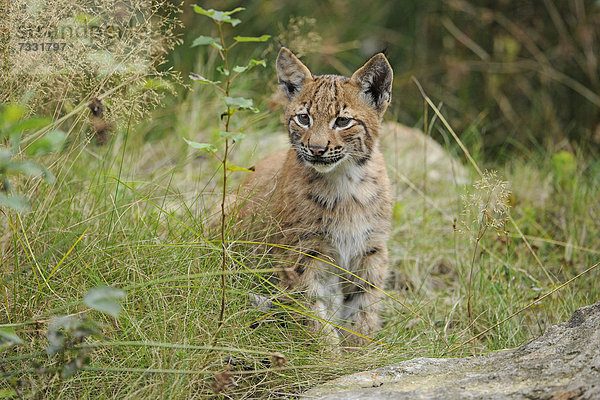 Luchs (Lynx lynx)  Jungtier  Tierfreigelände Nationalpark Bayerischer Wald  Bayern  Deutschland  Europa