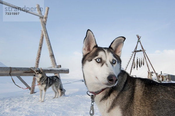 Wäscheständer Europa Tradition trocknen hängen Hund frontal Norwegen Spitzbergen Longyearbyen Schlitten Svalbard