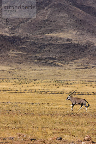 Gemsbock  Spießbock  Oryx (Oryx gazella)  Namibia  Afrika