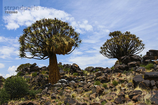 Köcherbäume (Aloe dichotoma)  Köcherbaumwald  Keetmanshoop  Namibia  Afrika