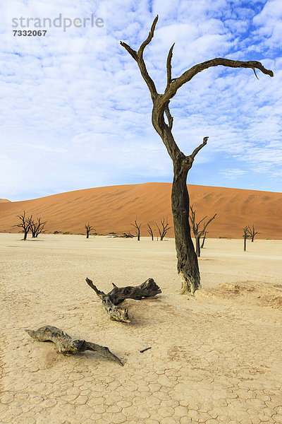 Baum Namibia Namib Namib Naukluft Nationalpark Düne Afrika Sossusvlei
