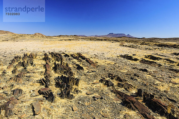 Landschaft beim Brandberg  Damaraland  Namibia  Afrika