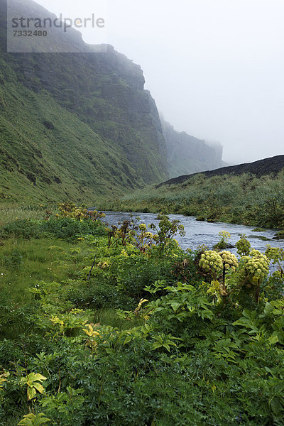 Isländische Landschaft im Nebel  Vik  Island  Europa