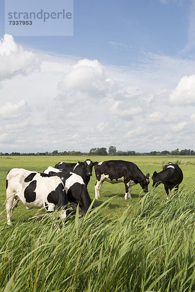 Fünf Holsteiner Kühe grasen auf einem Feld