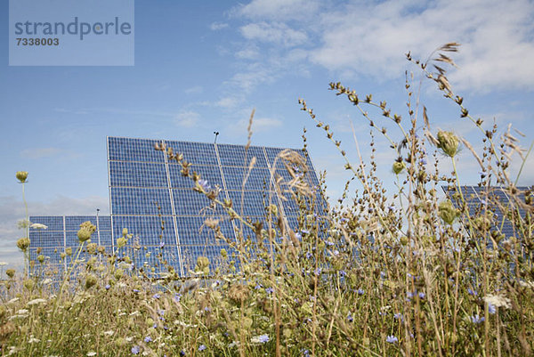 Sonnenkollektoren in einem Feld aus langem Gras und Klee