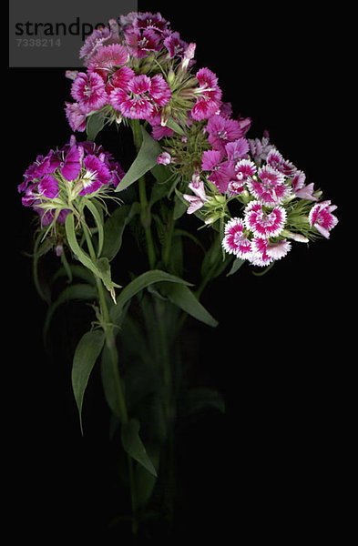 Sweet William Blumen