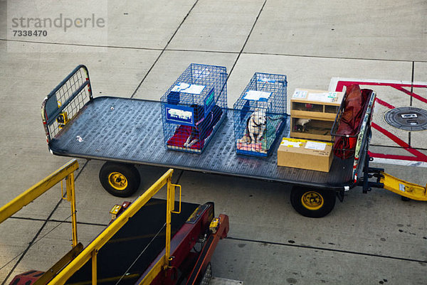 Zwei Hunde in Käfigen neben anderem Gepäck auf einem Anhänger am Flughafen