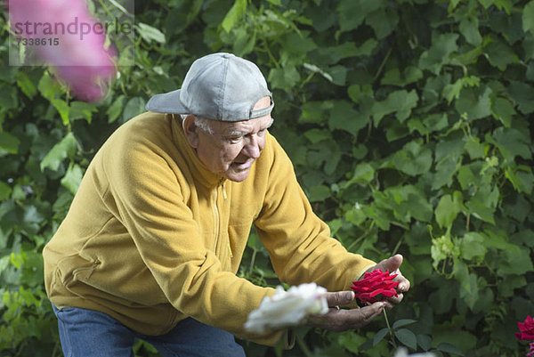 Ein älterer Mann hält eine Rose  während er sie in seinem Garten untersucht.