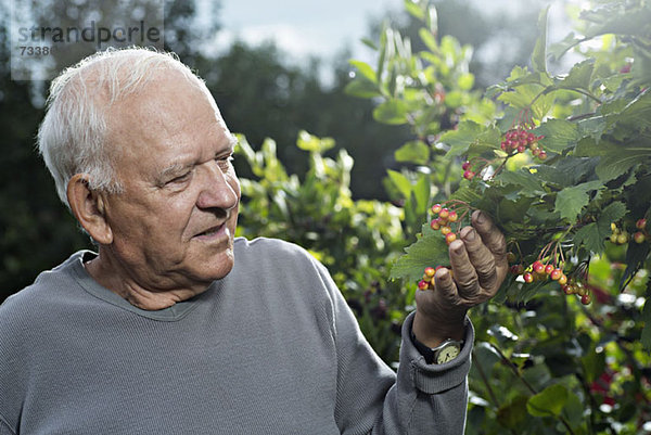 Ein Mann  der die Cranberries auf einem High Bush Cranberry Busch untersucht.