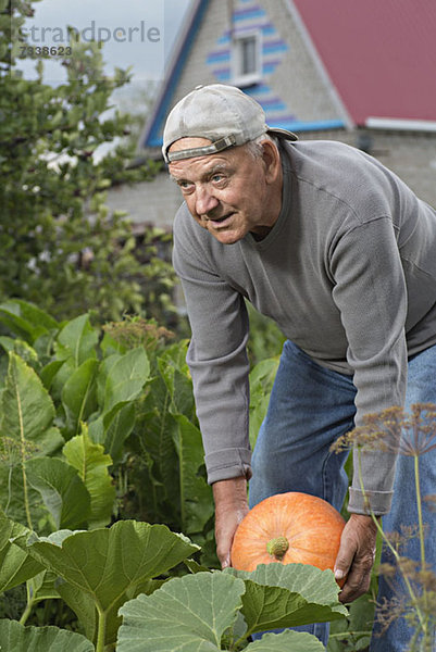 Ein älterer Mann  der einen Kürbis aus seinem Garten holt.