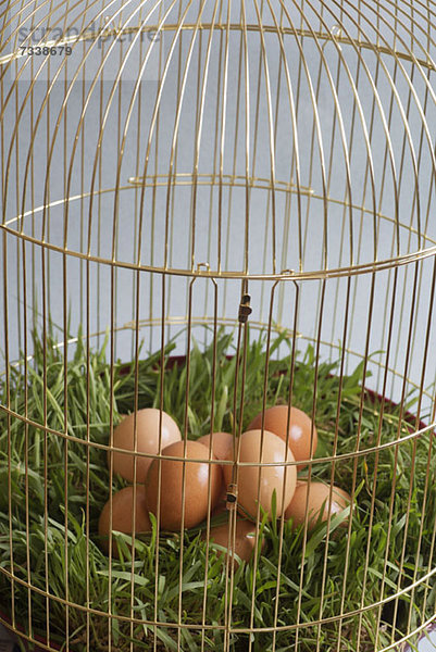 Ein Haufen brauner Eier auf Gras in einem Vogelkäfig.