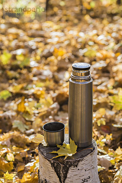 Eine Thermoskanne und ein Thermodeckel auf einem Baumstumpf im Herbst