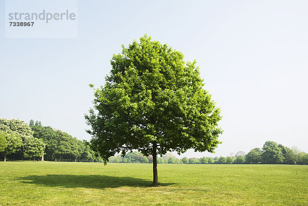 Baum im Park