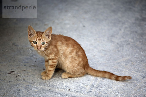 Überraschte Katze