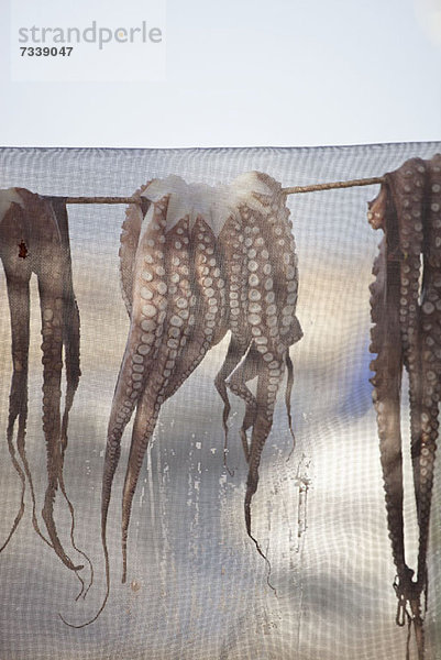 Oktopusse trocknen unter dem Netz aussen