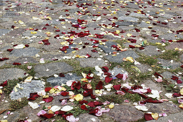 Rosenblätter auf Pflastersteinen verstreut