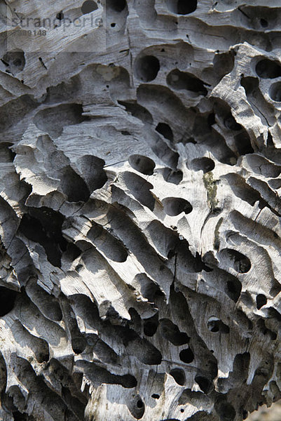 Von Termiten geschaffene Löcher in Totholz