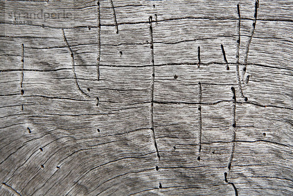 Linien und Löcher von Termiten auf einem Totholz