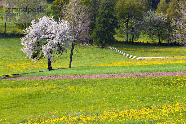 Frühlingswiese bei Mölten  Südtirol  Italien  Europa