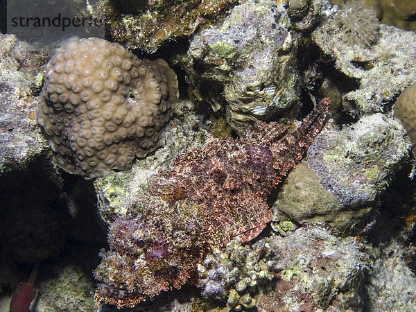 Bärtiger Drachenkopf oder Franzen-Drachenkopf (Scorpaenopsis oxycephala))  Mangrove Bay  Rotes Meer  Ägypten  Afrika