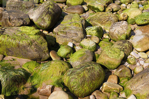 Algen und Felsen  Cap Frehel  CÙtes-d'Armor  Bretagne  Frankreich  Europa