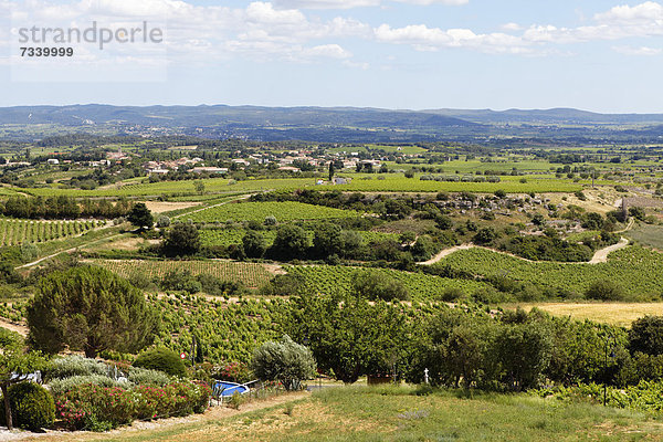 Corbieres Weinberg in der Nähe von Montpeyroux  von Arboras  Herault-Tal  Herault  Frankreich  Europa