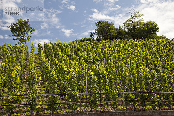 Weinberg  Saarburg  Saar  Rheinland-Pfalz  Deutschland  Europa  ÖffentlicherGrund