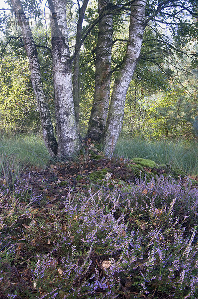 Birke (Betula pubescens) und Besenheide (Calluna vulgaris)  Tausendschrittmoor  Haren  Emsland  Niedersachsen  Deutschland  Europa