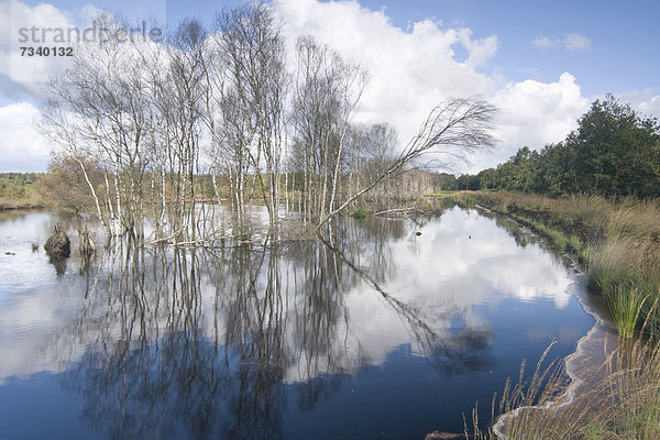 Wiedervernässungsgebiet  Tausendschrittmoor  Haren  Emsland  Niedersachsen  Deutschland  Europa