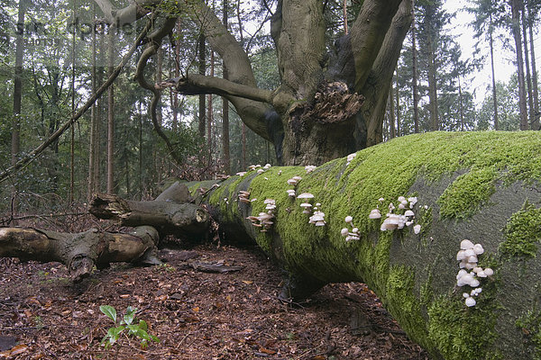 Beringter Buchenschleimrübling (Oudemansiella mucida)  Tinner Loh  Haren  Emsland  Niedersachsen  Deutschland  Europa