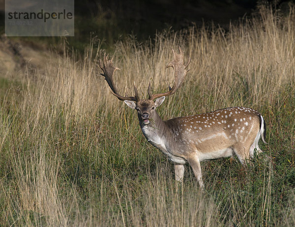 Damhirsch (Dama dama)  Dänemark  Europa